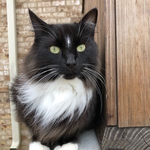 Meet your Posher, Monica